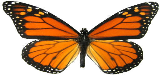 Original butterfly photo
