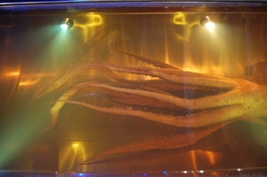 Main body of squid